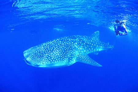 Ningaloo Reef Resort - Australian Destinations 1