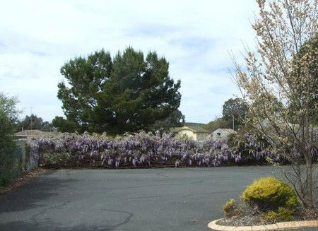 Lilac City Motor Inn & Streakhouse - Australian Destinations 1