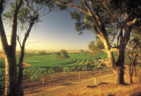 BIG 4 Barossa Tourist Park - Australian Destinations 5