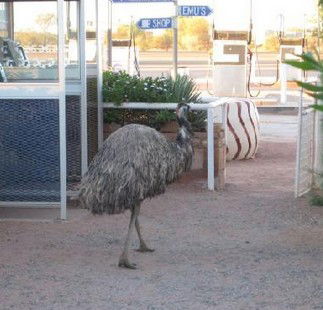 Curtin Springs Station - Australian Destinations 5