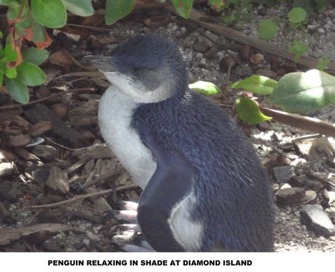 Diamond Island Resort - Australian Destinations 2