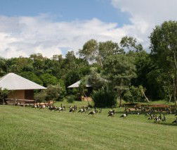 Feathers Sanctuary - Australian Destinations 3