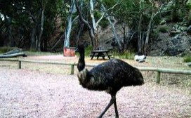 Mambray Creek Cabin - Australian Destinations 1