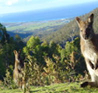Rainbow Retreat Wilderness Eco Cabins - Australian Destinations