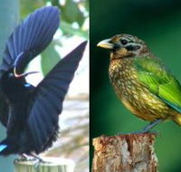 Chambers Wildlife Rainforest Lodges - Australian Destinations