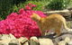 Huon Valley Bed And Breakfast - thumb 1