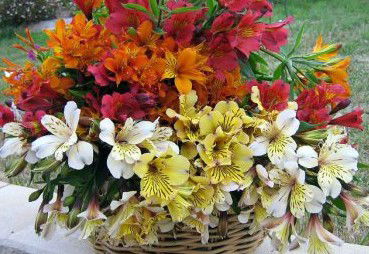 Huon Valley Bed And Breakfast - Australian Destinations 3