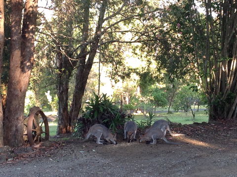 Maleny Country Cottages - Australian Destinations 5