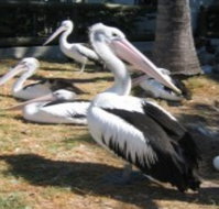 Christmas Cove Caravan Park - Australian Destinations