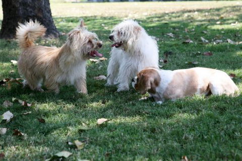 Durack Pet Motel - Australian Destinations 0