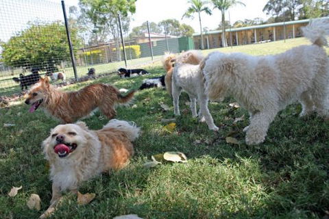 Durack Pet Motel - Australian Destinations 1