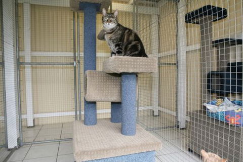 Durack Pet Motel - Australian Destinations 3