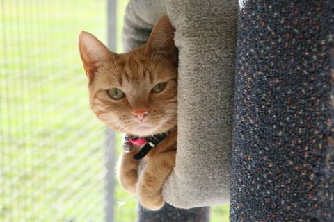 Durack Pet Motel - Australian Destinations 4