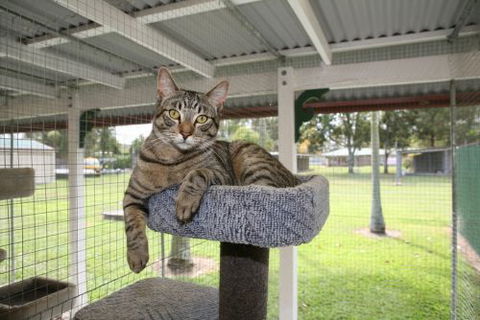 Durack Pet Motel - Australian Destinations 5