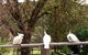 Australian Home Away @ Wonga Park Brushy Creek - thumb 0