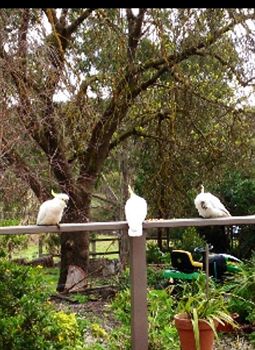 Australian Home Away @ Wonga Park Brushy Creek - Australian Destinations 0