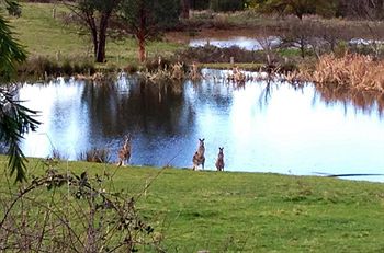 Australian Home Away @ Wonga Park Brushy Creek - Australian Destinations 8