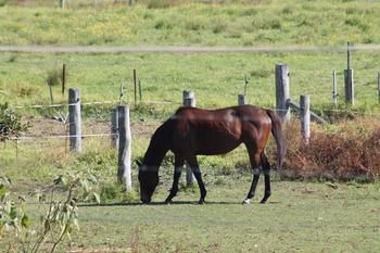 Airport Motel Sir Francis Drake - Australian Destinations 17