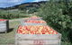 Eden Orchard And Farmstay - thumb 1