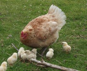 Eden Orchard And Farmstay - Australian Destinations 3