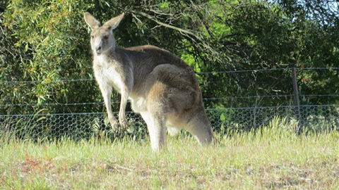 Adelberg - Australian Destinations 7