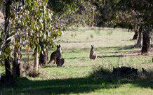 Amazing Country Escapes - Lakeview Luxury Cabins - Australian Destinations 2