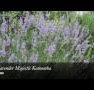 Lavender Majestic - Australian Destinations
