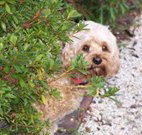 Shelton-Lea Bed and Breakfast - Australian Destinations