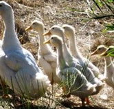 Duck Duck Goose Bed and Breakfast