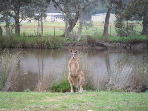Grampians Chalets - Australian Destinations 4