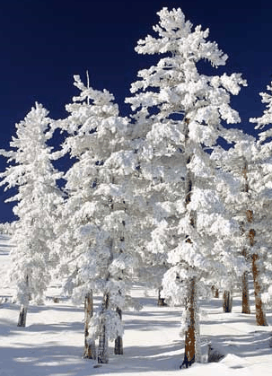 Mt Buller Apartment Management Services - Australian Destinations