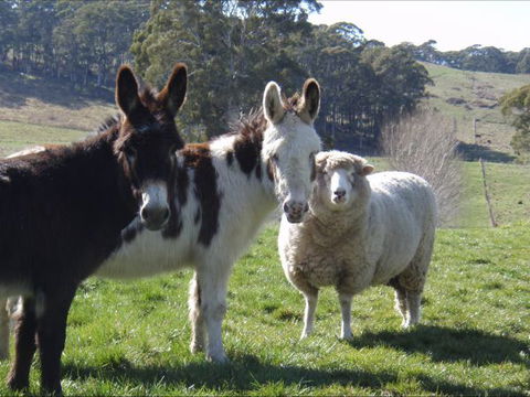 Avaleigh Elms Farmstay - Australian Destinations 0