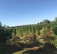 Rutherglen Christmas Trees Farm Stay - Australian Destinations