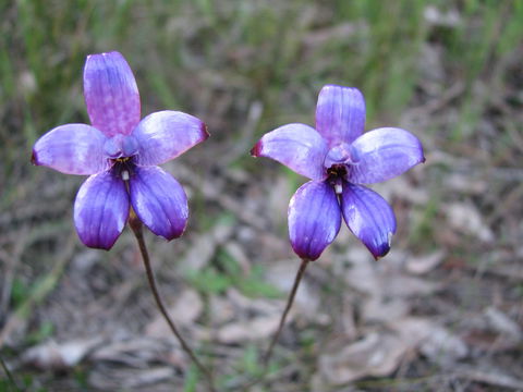 Boronia Farm - Australian Destinations 4