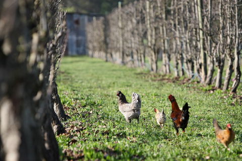 Boronia Farm - Australian Destinations 8