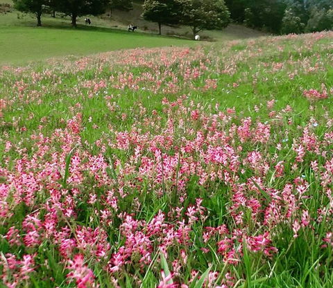 Eden Orchard And Farmstay - Australian Destinations 4