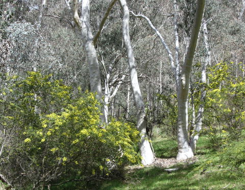 Highfield Farm And Woodland Bush Campsites - Australian Destinations 4