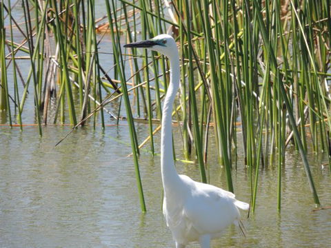 PS Federal Retreat Goolwa - Australian Destinations 6