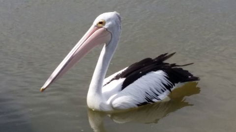 PS Federal Retreat Goolwa - Australian Destinations 7