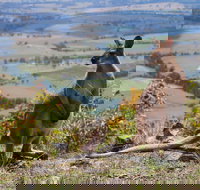 Eaglereach Wilderness Resort - Australian Destinations