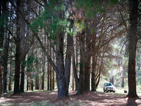 The Pines Campground - Australian Destinations 1