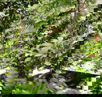 Daintree Ecolodge - Australian Destinations