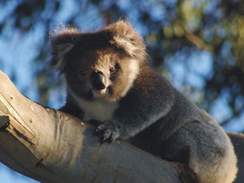 Bimbi Park Camping Under Koalas - Australian Destinations 0