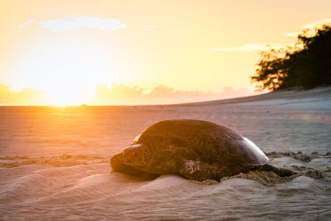 Heron Island Resort - Australian Destinations 2
