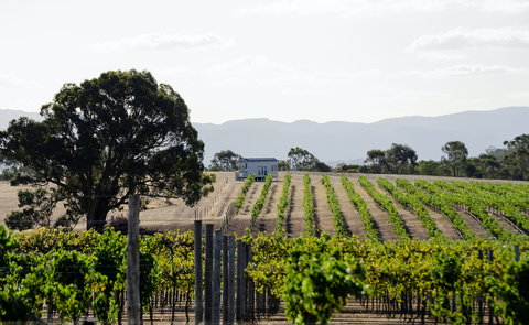 Hounds Run Vineyard - Australian Destinations 1