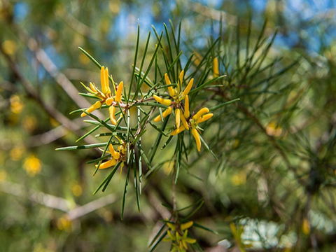 Mogo Campground - Australian Destinations 1