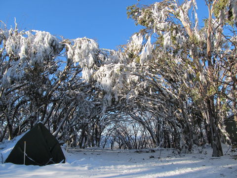 Mt Stirling Alpine Winter Camp - Australian Destinations 2