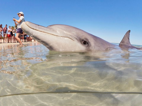 RAC Monkey Mia Dolphin Resort - Australian Destinations 2
