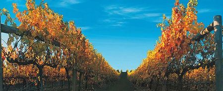 Nagambie Lakes Leisure Park - Australian Destinations 5