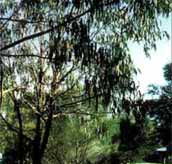 Mallacootas Shady Gully Caravan Park - Australian Destinations